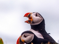Puffin Viewing Site